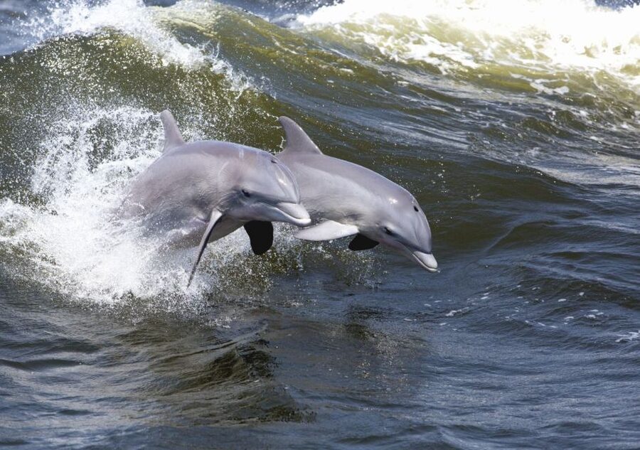 Hilton Head Island: Sunset Dolphin Cruise - Booking tips for a smoother evening