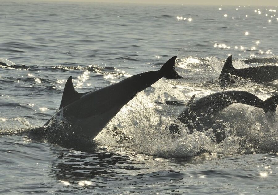 Hilton Head Island: Sunset Dolphin Cruise - Is $50 a fair price?