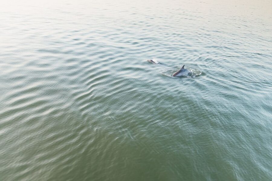 Hilton Head Island: Sunset Dolphin Cruise - Who should book this cruise?