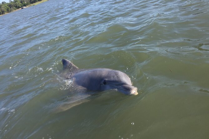 Hilton Head Island Sunset Dolphin Tour - Broad Creek and Calibogue Sound: the dolphin search