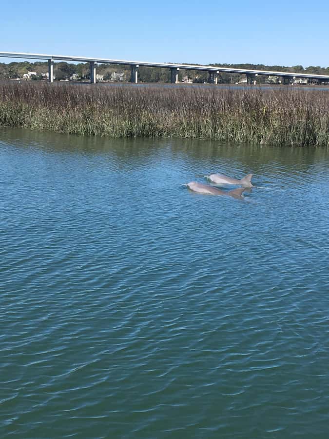 Hilton Head Island: Sunset Dolphin Watching Cruise - Broad Creek sets the pace