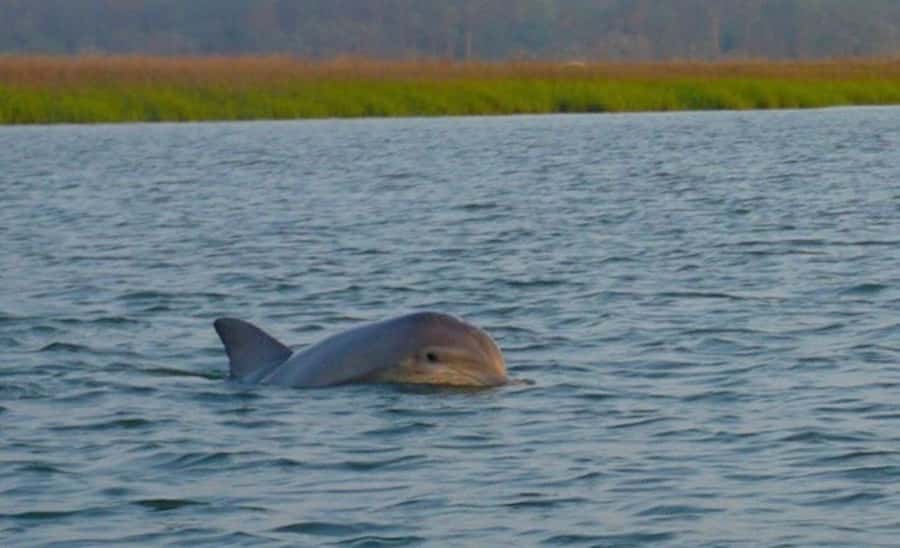 Hilton Head Island: Sunset Dolphin Watching Tour - Starting at Palmetto Bay Marina