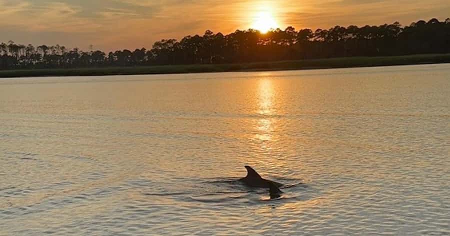 Hilton Head Island: Sunset Dolphin Watching Tour - Looking for dolphins with Captain and crew