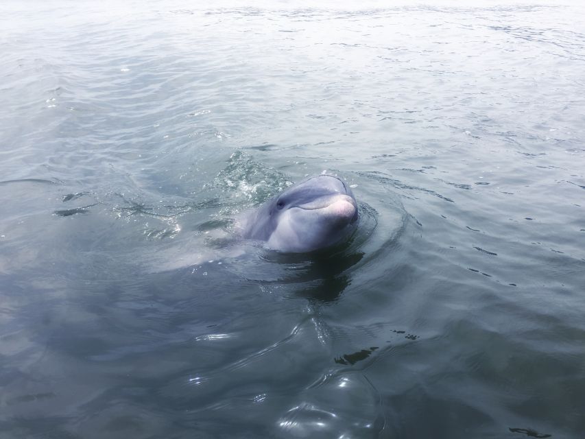 Hilton Head Island: Sunset Dolphin Watching Tour - Is $49 a fair price?