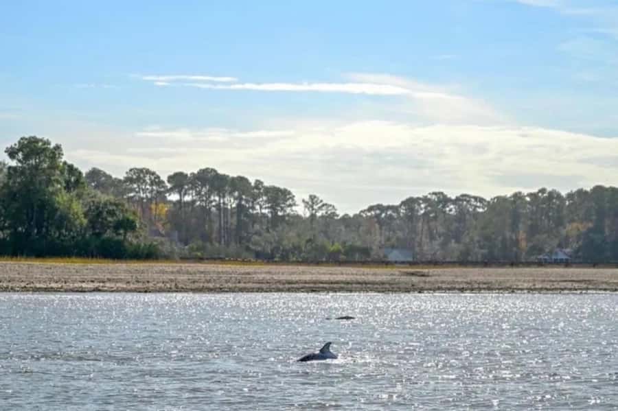 Hilton Head: Private Dolphins & Tubing Adventure - Key points to know before you book
