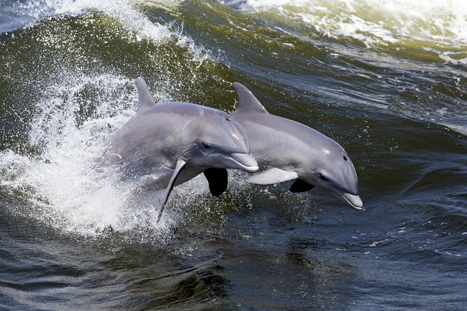 Hilton Head Sunset Dolphin Watching Cruise - Is $50 a fair price?