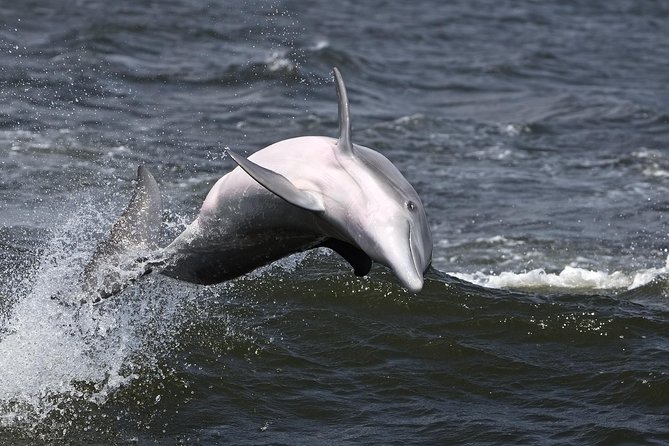 Hilton Head Sunset Dolphin Watching Cruise - Dolphins in the salt marsh