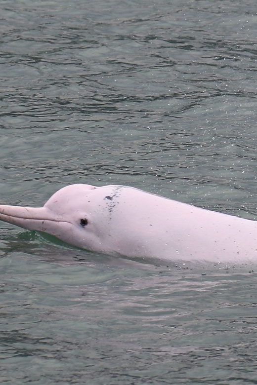 Hong Kong: Dolphin Cruise, Big Buddha & Lantau Island Tour - A full day on Lantau Island