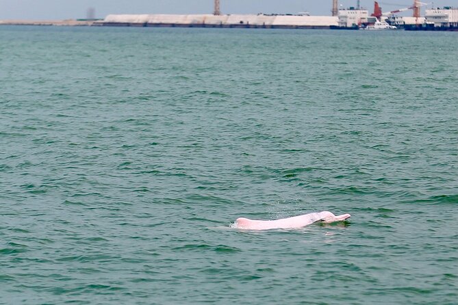 Hong Kong Dolphin Watch Tour - Why this dolphin trip feels different from city sightseeing