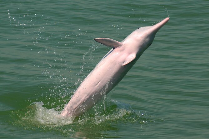 Hong Kong Dolphin Watch Tour - What happens after the boat ride