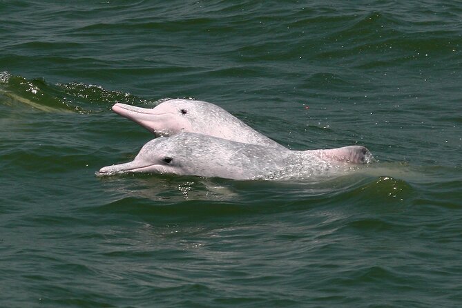 Hong Kong Dolphin Watch Tour - Practical details that can make the morning easier