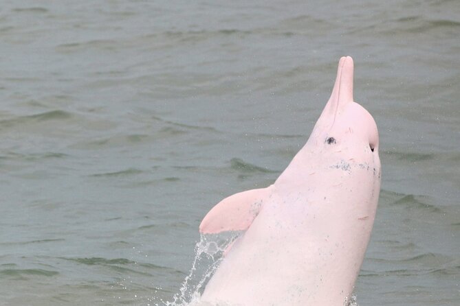Hong Kong Dolphin Watch Tour - Meeting at Middle Road in Tsim Sha Tsui