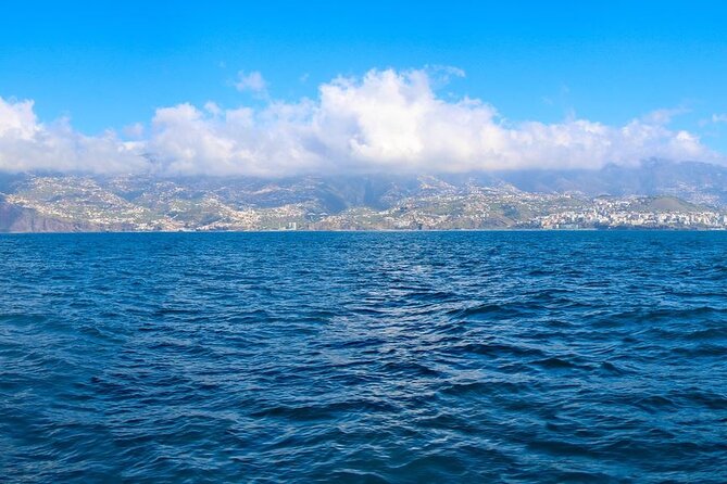 Hop-on Hop-off Bus Tour and Catamaran Whale & Dolphin Watching - Why the bus is useful in steep-sided Funchal