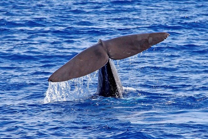 Hop-on Hop-off Bus Tour and Catamaran Whale & Dolphin Watching - The catamaran: Madeira from the Atlantic