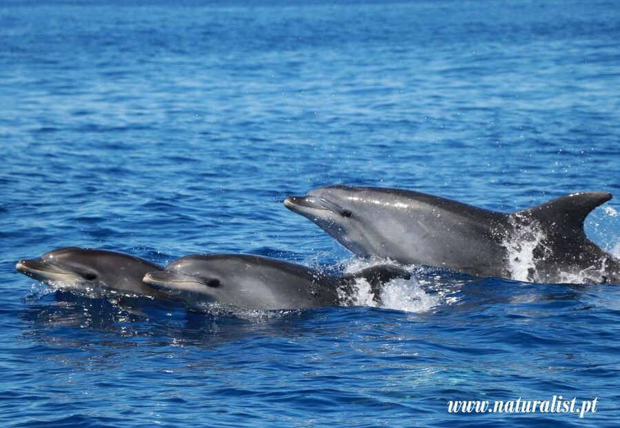 Horta: University Startup Whale and Dolphin RIB Boat Trip - Key details before you book