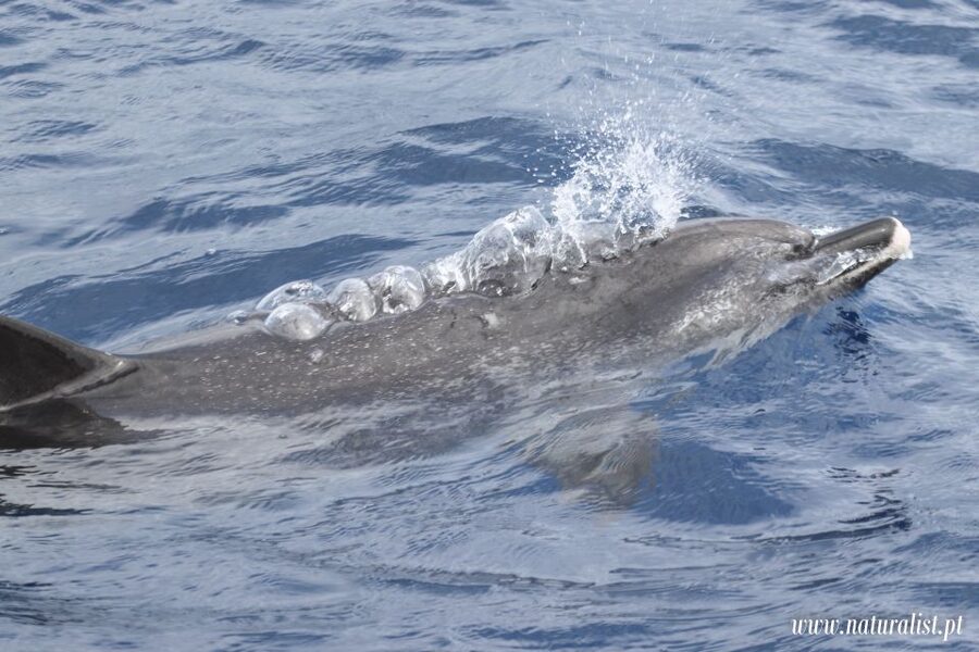 Horta: University Startup Whale and Dolphin RIB Boat Trip - Who will enjoy this outing most?