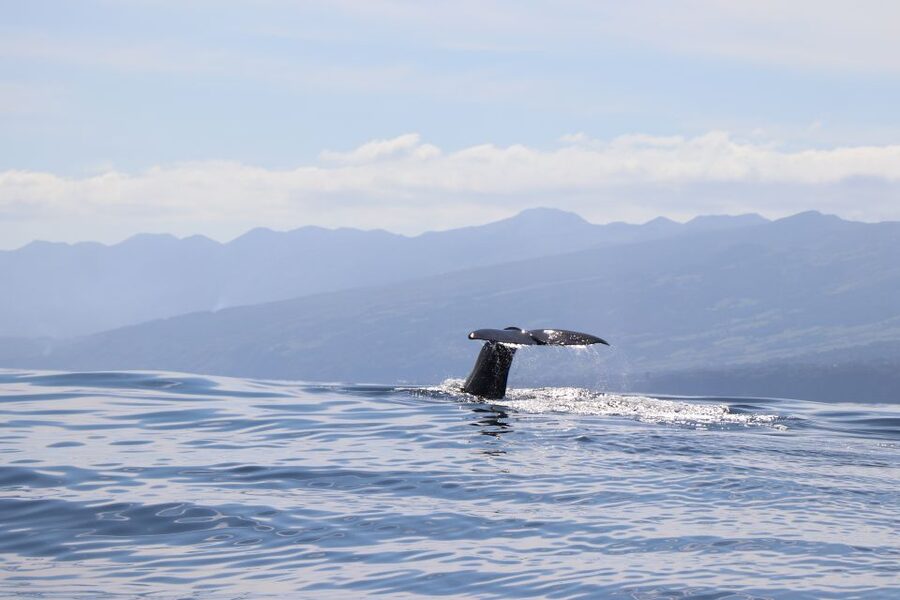 Horta: University Startup Whale and Dolphin RIB Boat Trip - Why the university connection matters on the water