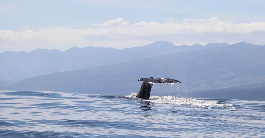 Horta: University Startup Whale and Dolphin RIB Boat Trip - Searching from land, then searching from sea