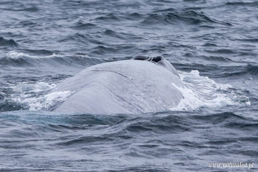 Horta: University Startup Whale and Dolphin RIB Boat Trip - What you might see by season