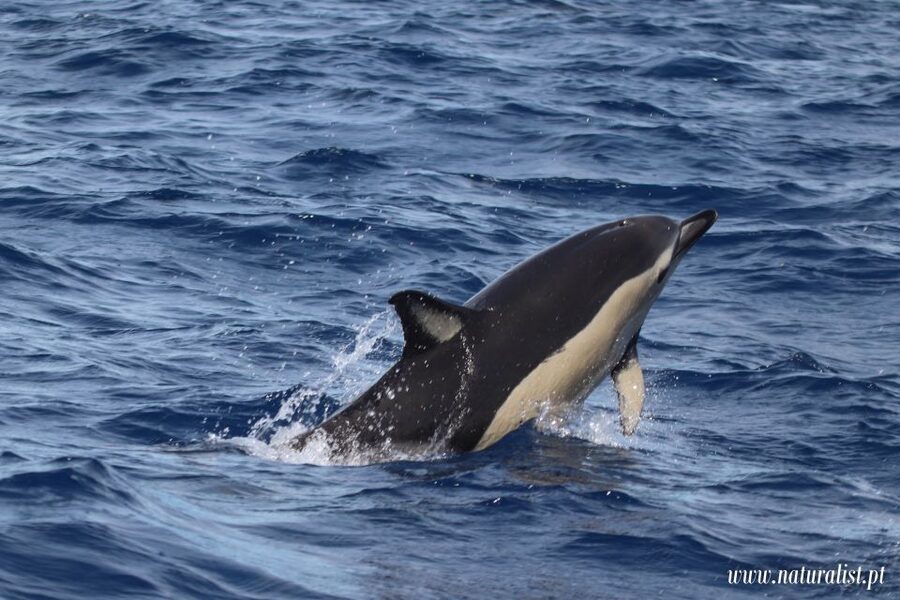 Horta: University Startup Whale and Dolphin RIB Boat Trip - A closer look at the three-hour route