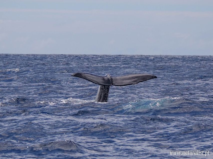 Horta: University Startup Whale and Dolphin RIB Boat Trip - How the boat ride feels in real conditions