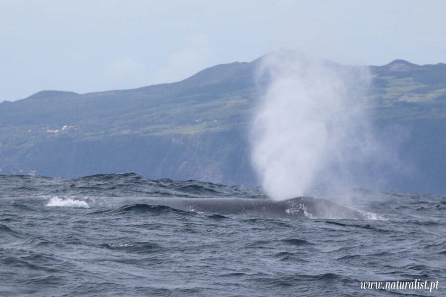 Horta: University Startup Whale and Dolphin RIB Boat Trip - Weather, changes, and flexible planning