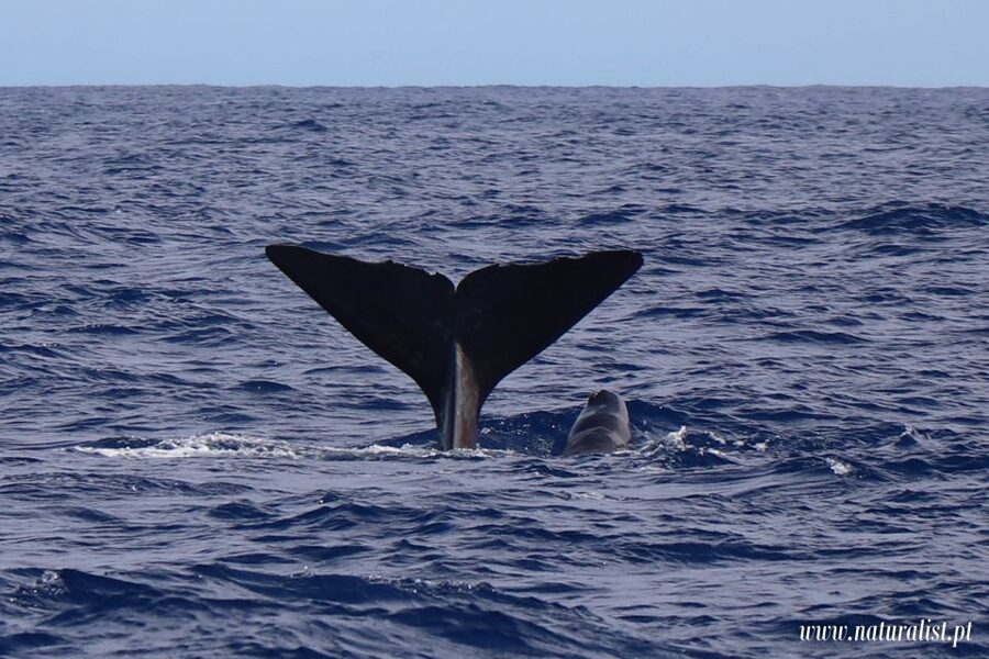 Horta: University Startup Whale and Dolphin RIB Boat Trip - Leaving Horta in a 16-person RIB
