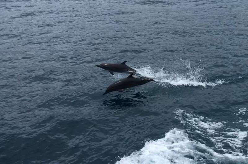 Huatulco: Awakening with Stars Dolphins Boat Cruise - Booking flexibility and practical planning
