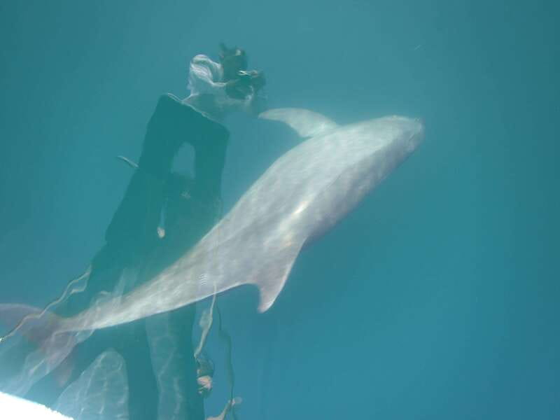 Huatulco: Awakening with Stars Dolphins Boat Cruise - What the timing really means