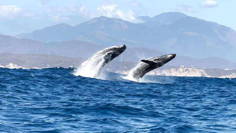 Huatulco: Awakening with Stars Dolphins Boat Cruise - Who will enjoy this morning most?