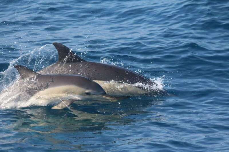 Huatulco: Awakening with Stars Dolphins Boat Cruise - The boat ride and Pacific views