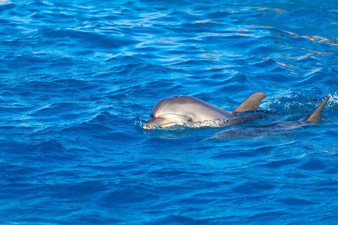 Hula Hula Island and Dolphin House with Snorkeling by Speedboat - Hula Hula Beach Island for a slower second half