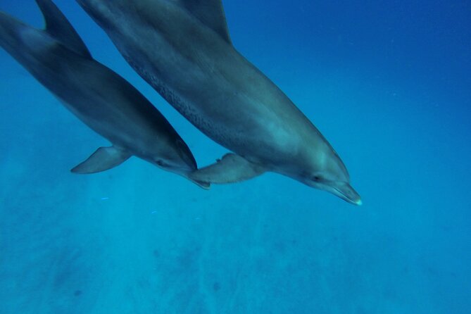 Hula Hula Island and Dolphin House with Snorkeling by Speedboat - Food, drinks, and special diets