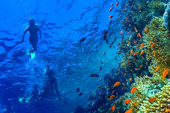 Hula Hula Island and Dolphin House with Snorkeling by Speedboat - Timing, weather, and cancellation rules