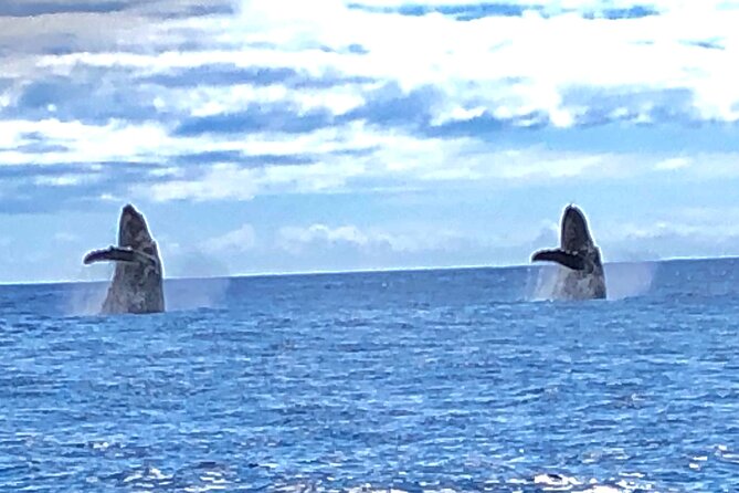 Humpback Whale and Dolphin Watch in Kona - Check-in, boarding, and the 3.5-hour schedule