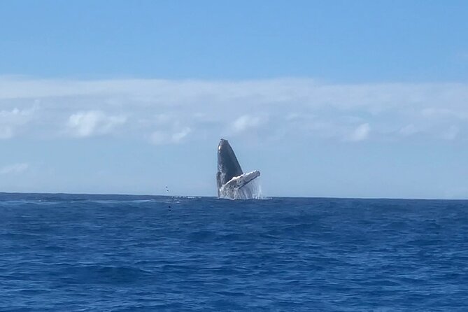 Humpback Whale and Dolphin Watch in Kona - Humpback season and realistic whale expectations