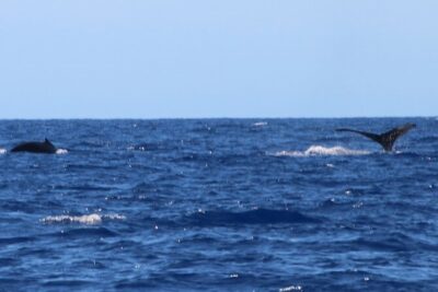 Humpback Whale and Dolphin Watch in Kona