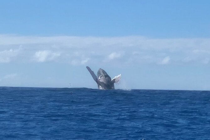 Humpback Whale and Dolphin Watch in Kona - The hydrophone is a memorable extra