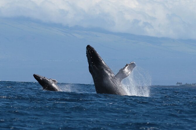 Humpback Whale and Dolphin Watch in Kona - Guides, stories, and the human side of the cruise