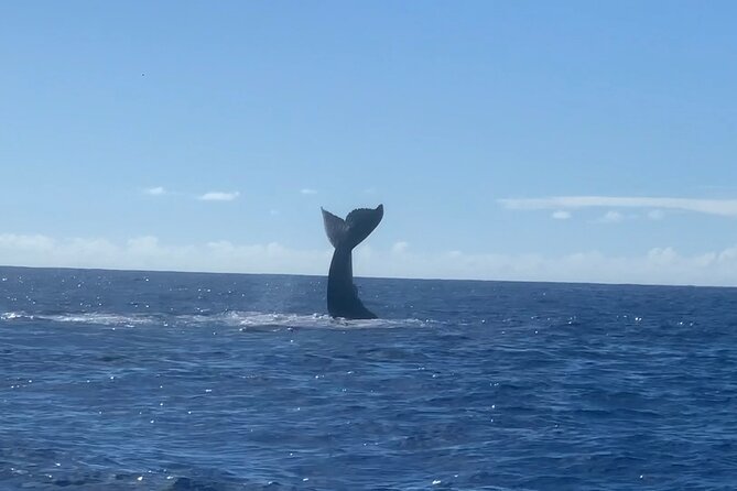 Humpback Whale and Dolphin Watch in Kona - Comfort, clothing, and the rougher ride