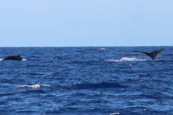 Humpback Whale and Dolphin Watch in Kona - What you may see from Kailua-Kona