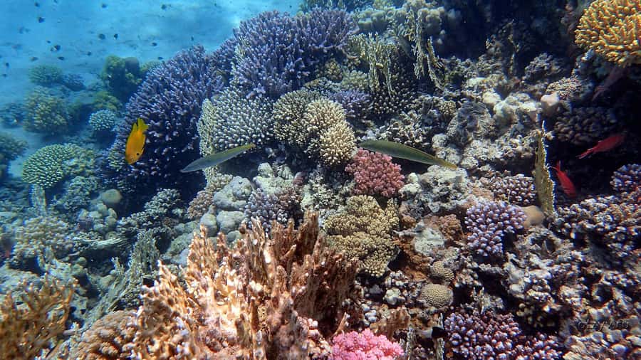 Hurghada: 1 day DIVING Refrechment, Check Dives and Dolphins - What the Refresher Actually Covers