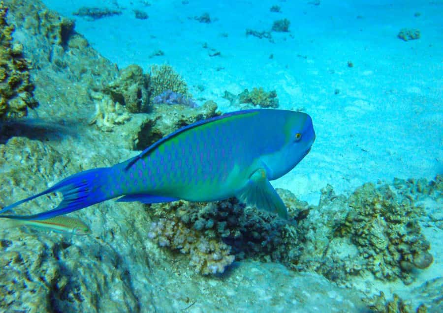 Hurghada: 3 Islands, Dolphins & Snorkel Yacht Trip w/ Lunch - Magawish offers a second, easier water stop