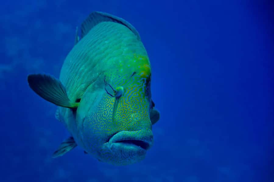Hurghada: 3 Islands, Dolphins & Snorkel Yacht Trip w/ Lunch - Breakfast, seafood lunch, fruit, and drinks