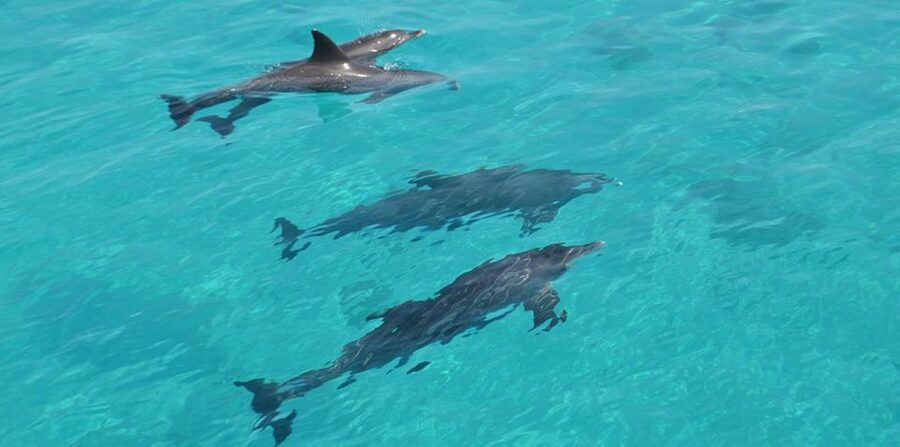 Hurghada: 4 Days Tour Horse, Camel, Spa, ATV, Jeep & Dolphin - Four days that cover Hurghada’s big attractions