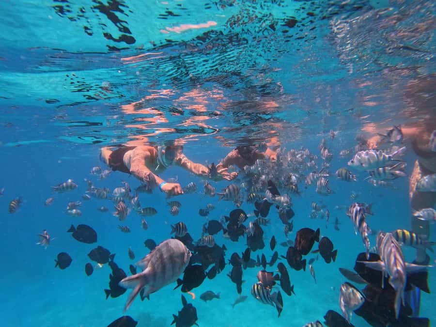 Hurghada: 4 Island Hopping Tour Dolphin, Snorkeling & Lunch - Three snorkeling stops, or possibly two