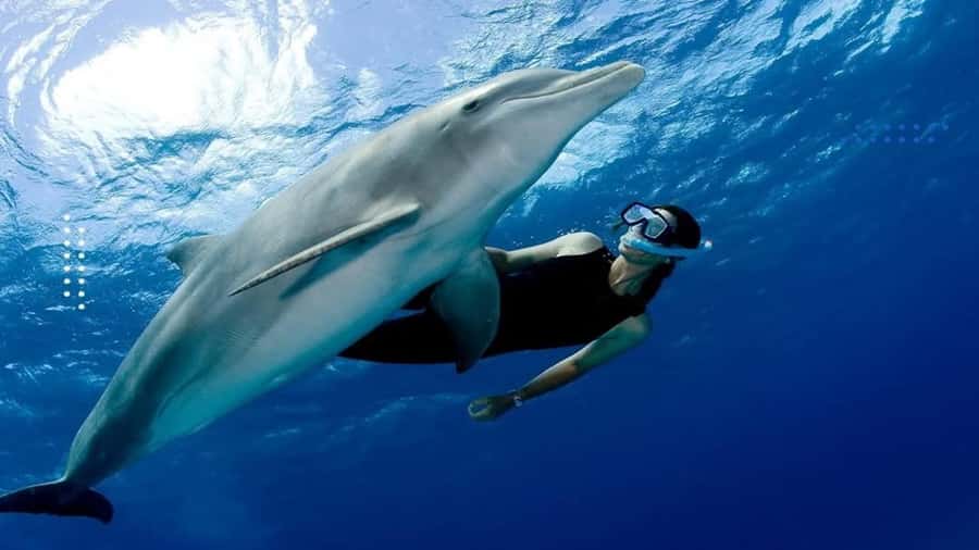 Hurghada: All-Inclusive Elite VIP Dolphin House & Massage - Key points to know before booking
