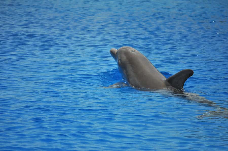 Hurghada: All-Inclusive Elite VIP Dolphin House & Massage - Why the Dolphin House trip earns its place on a Hurghada itinerary