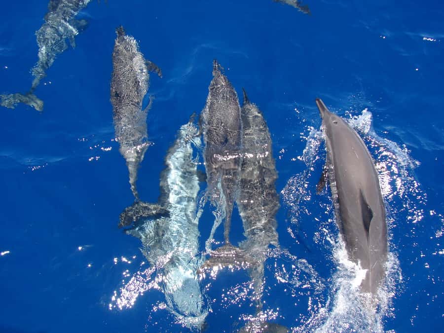 Hurghada: All-Inclusive Elite VIP Dolphin House & Massage - Breakfast while sailing toward Dolphin House