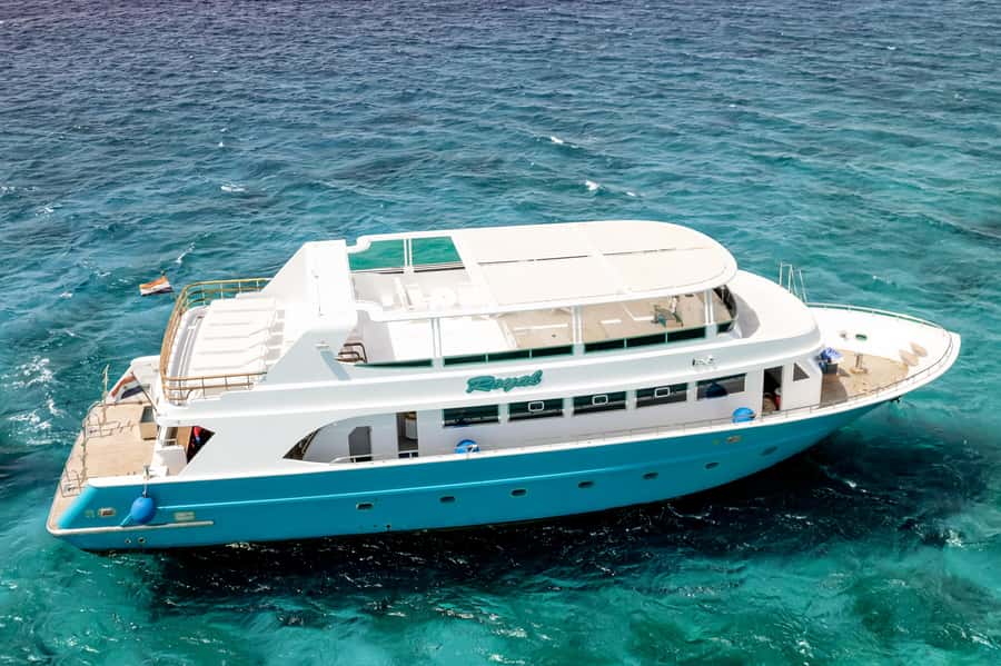 Hurghada: All-Inclusive Elite VIP Dolphin House & Massage - Watching wild dolphins at Dolphin House